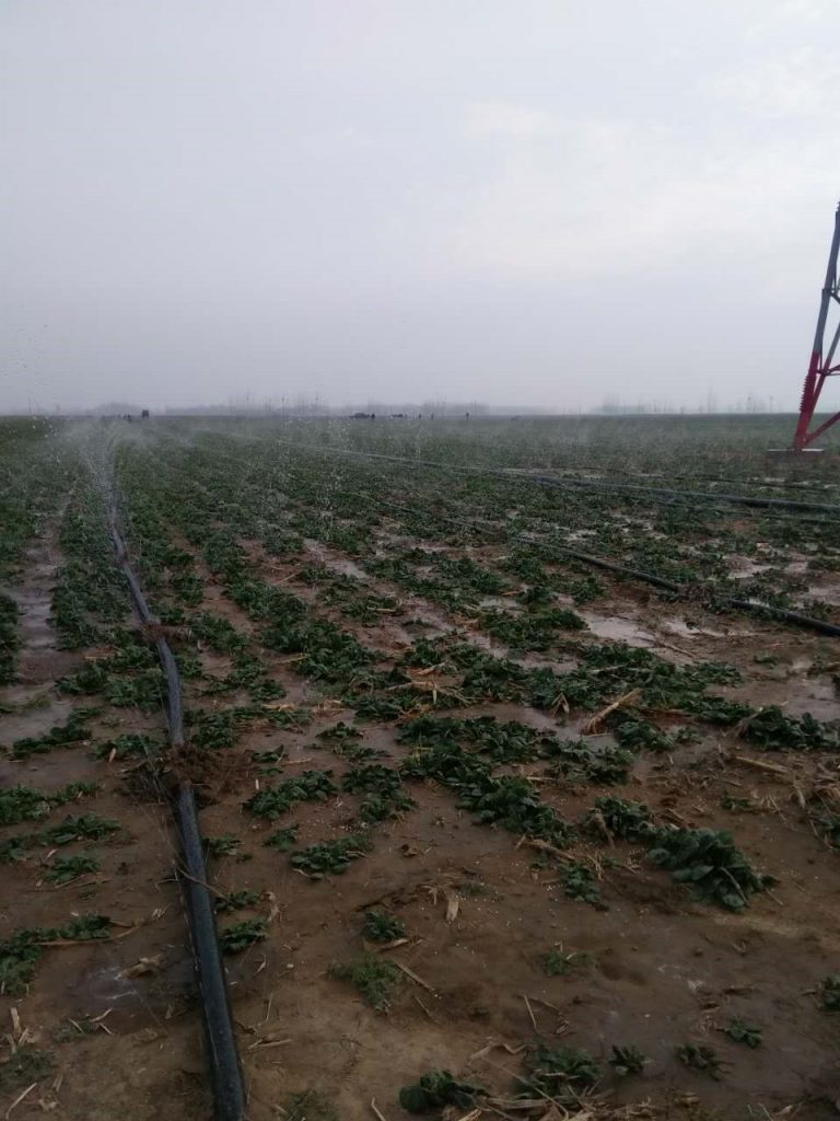 園林噴灌、滴灌、微噴