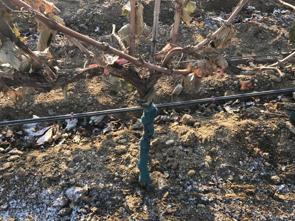 葡萄滴灌、葡萄噴灌、葡萄微噴、葡萄滴灌帶