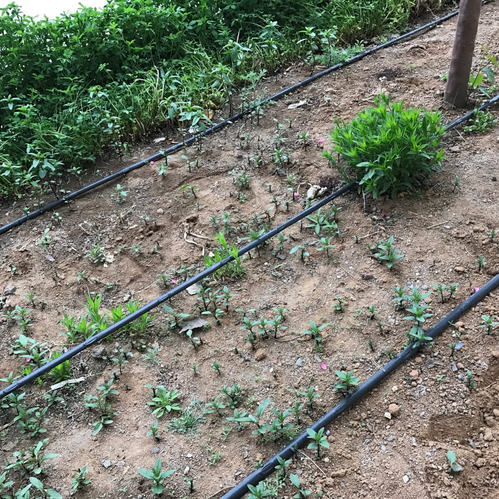 園林噴灌、滴灌、微噴