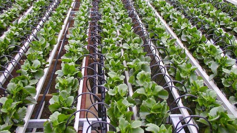 灌溉方式和灌水下限對溫室淸茄生長、耗水特性及產(chǎn)量的影響